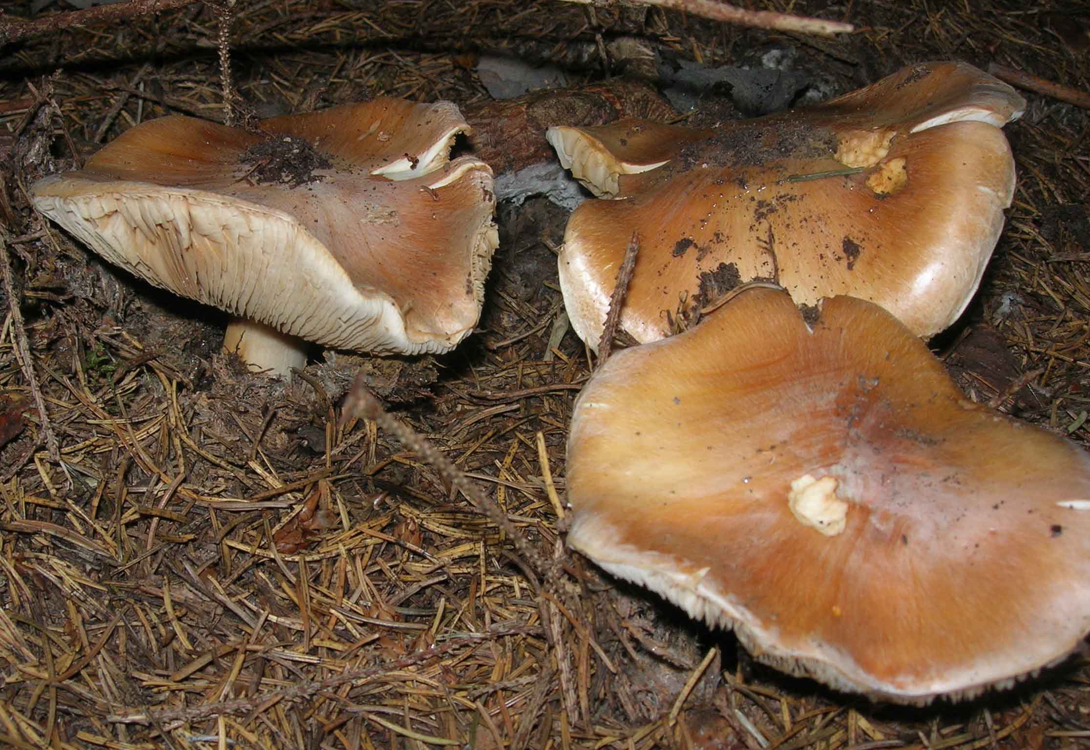 Cosa ha da fare un marinaio in montagna se non....